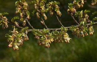 Nothofagus antarctica B.jpg