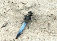 Orthetrum cancellatum (male).JPG
