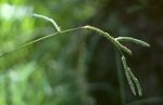 Paspalum dilatatum1.jpg