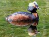 Podiceps auritus1.jpg