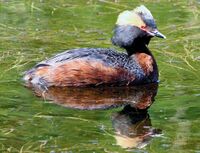 Podiceps auritus1.jpg