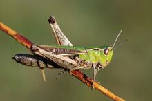 Stenobothrus lineatus female (5030715205).jpg