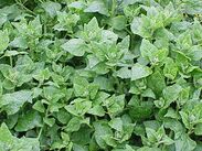 Tetragonia tetragonioides0.jpg
