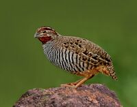 The Jungle Bush Quail.jpg