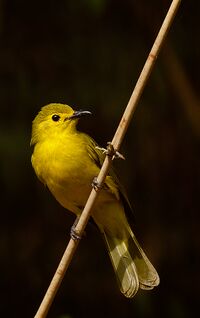Yellow browed bulbul.jpg