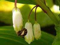 050429amadokoro C2.jpg