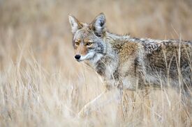 364A6140 (16251191126).jpg