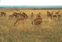 Aepyceros melampus (Masai Mara, Kenya).jpg