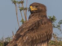 Aquila delle steppe FS.jpg