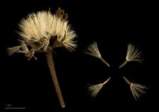 Arnica montana MHNT.BOT.2011.18.5.jpg