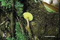 Aureoboletus (10.3897-mycokeys.61.47520) Figure 2K.jpg