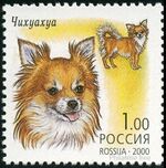 Chihuahua-Canis-lupus-familiarisRussia, 2000.jpg