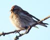 Common Redpoll Finland.jpg