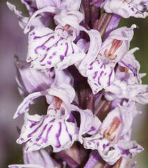 Dactylorhiza maculata-03.jpg