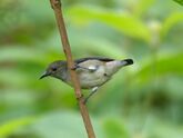 Dicaeum cruentatum (45896964661).jpg