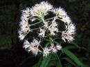 Eupatorium fistulosum (homeredwardprice) 002.jpg