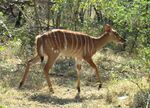 Female Nyala-JD.JPG