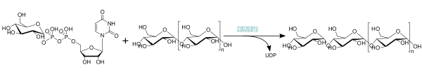 Glycogen synthase-UDPG.svg