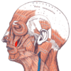 Gray — musculus levator anguli oris.png