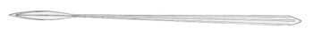 Illex illecebrosus gladius.jpg