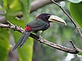 Ivory-billed Aracari RWD2.jpg