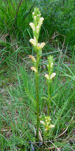 Karlszepter Habitus.JPG