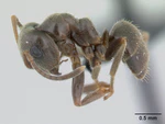 Lasius niger casent0178774 profile 1.jpg