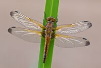 LibellulaFulvaYoungFemale.jpg