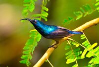 Loten sunbird by arshad ka.jpg