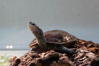 Mauremys rivulata captive.JPG