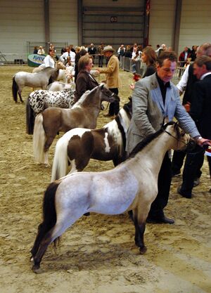Miniature Horse Show.jpg