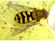Mosca cernidora de la grosella.jpg