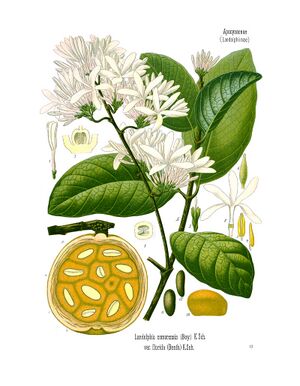 Saba comorensis - Köhler–s Medizinal-Pflanzen-085.jpg