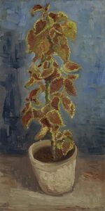 Siernetel in bloempot - s0185V1962 - Van Gogh Museum.jpg