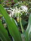Starr 080601-5071 Crinum asiaticum.jpg