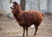 Vicugna pacos in Moscow zoo.jpg