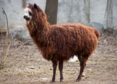Vicugna pacos in Moscow zoo.jpg