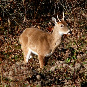 White-tailed Deer-27527-2.jpg