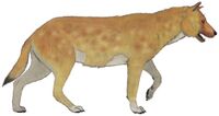 Xenocyon lycanoides restoration.jpg