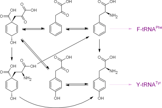 Пути образования протеиногенных аминокислот фенилаланина и тирозина из префената