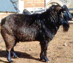Altai Mountain Goat.jpg