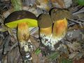 Aureoboletus citriniporus 9149.jpg
