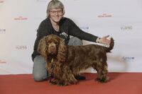 BIR Grupp 8- SUSSEX SPANIEL, Marquell Replay (23904083019).jpg