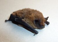 Bat-right side.jpg