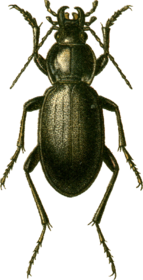 Carabus talyschensis Jacobson.png