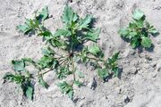 Chenopodium rubrum kz.jpg