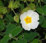 Cistus April 2008-1.jpg