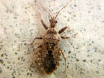 Coranus griseus.png