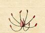 Ehret-Methodus Plantarum Sexualis-H.jpg