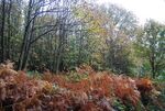 Fore Wood - geograph.org.uk - 1577168.jpg